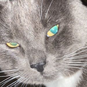 Meet your Posher, Brooklynn